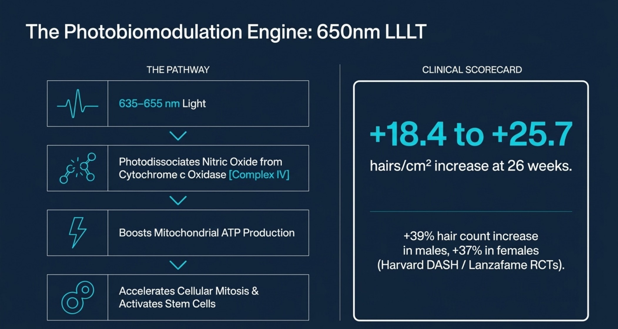The photobiomodulation engine: 635-655 nm LLLT and mitochondrial ATP generation in the follicle
